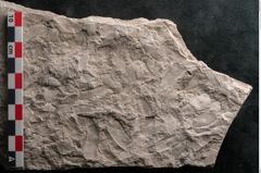 Foto (Detailansicht) von Dictyopteris brongniarti Gutb. (NHMW-GEO-2024-0188-10761)